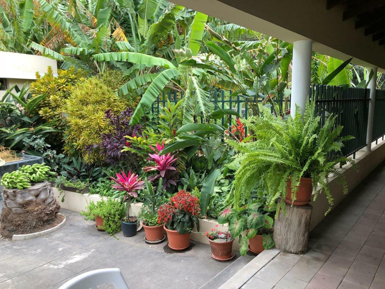 Cha de Arroz Ribeira Grande Country House المظهر الخارجي الصورة